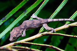 Image de Rhacodactylus