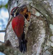 Image of Lesser Crimson-backed Flameback