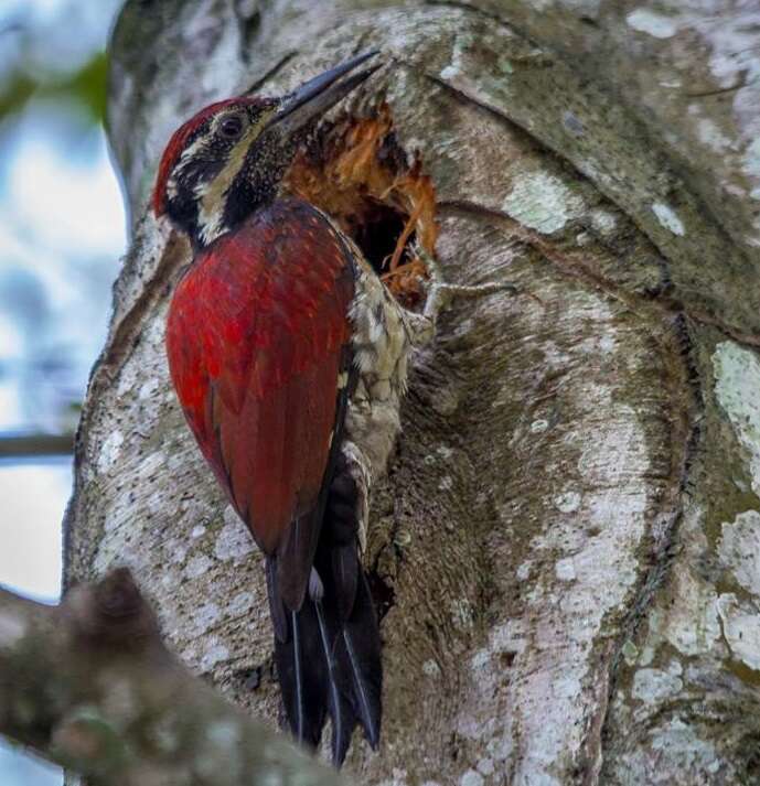 Image of Lesser Crimson-backed Flameback