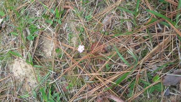 Image of dwarf sundew