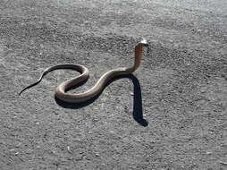 Image of Cape cobra