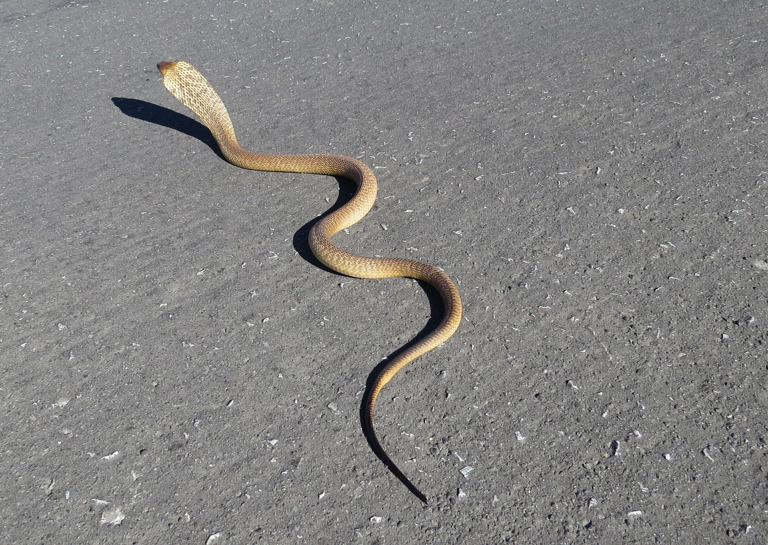 Image of Cape cobra