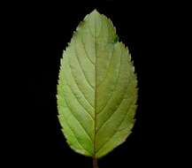 Image of Water Mint