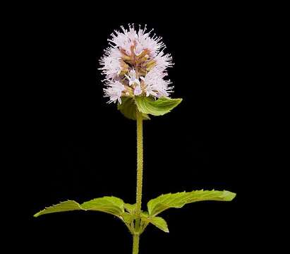 Image of Water Mint