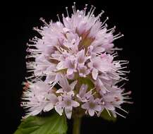 Image of Water Mint