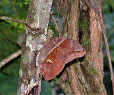 Plancia ëd Eryphanis reevesii Doubleday (1849)