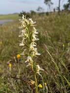 Imagem de Prasophyllum tunbridgense D. L. Jones