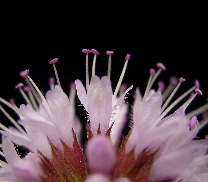 Image of Water Mint