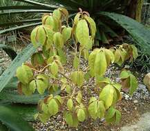 Image of Barbados shrub