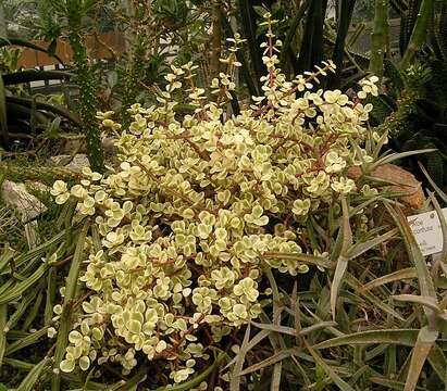 Image of portulacaria