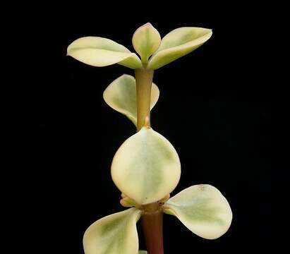 Image of portulacaria