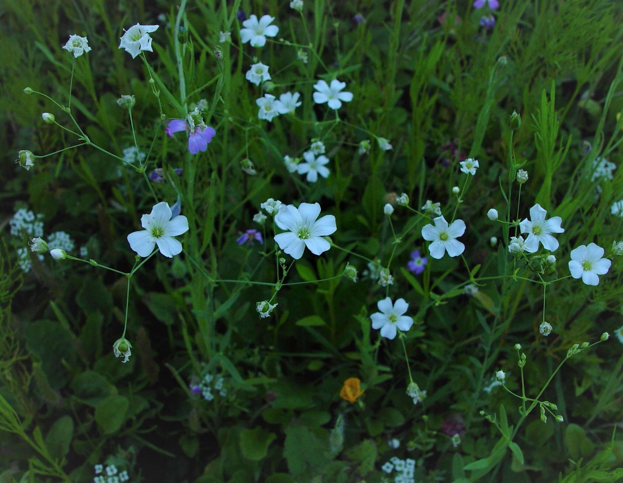 Слика од Gypsophila elegans M. Bieb.