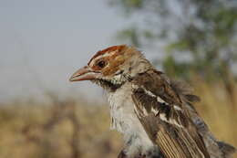 Image of Chestnut-crowned Sparrow-Weaver