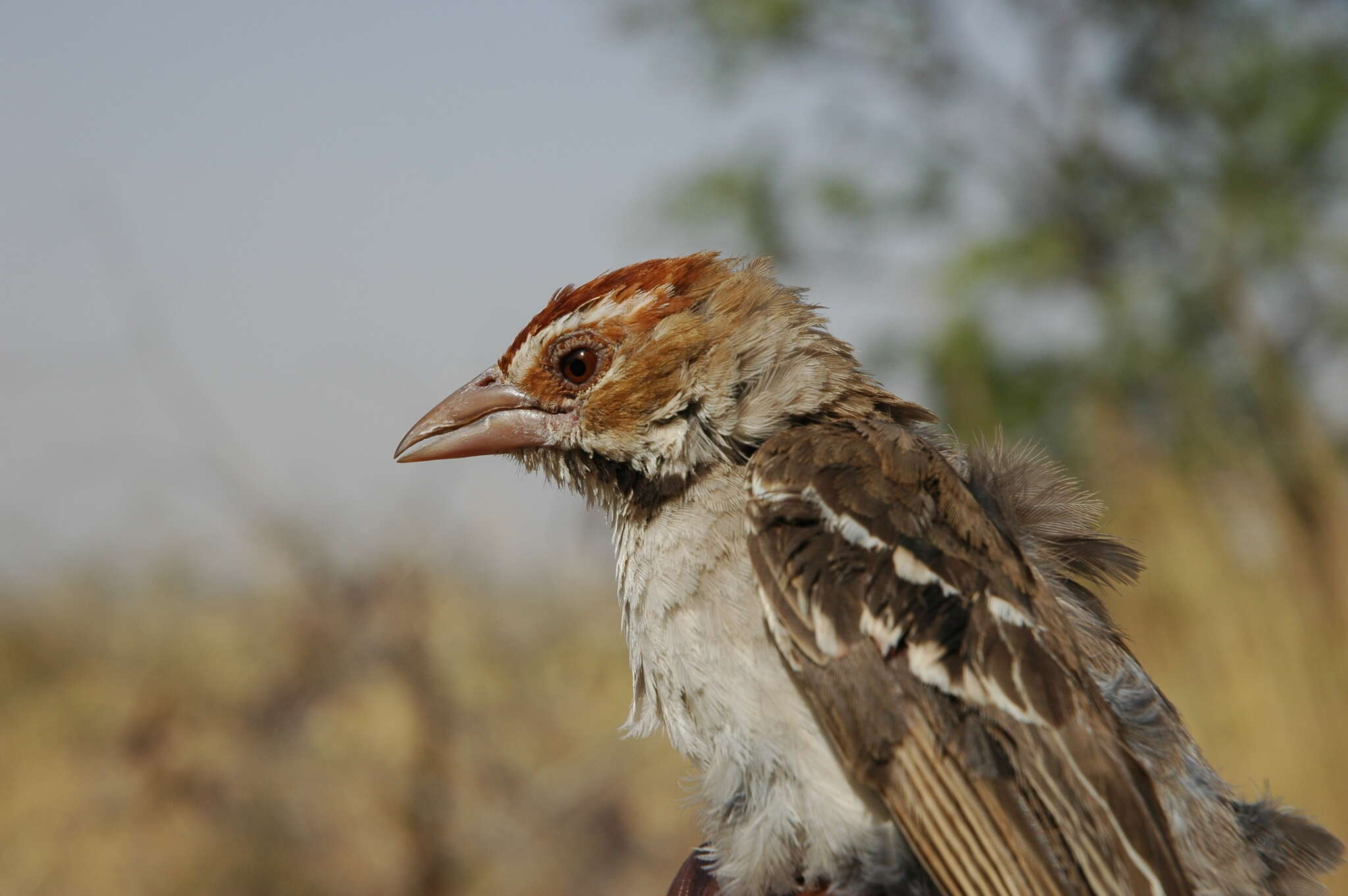 Image of Chestnut-crowned Sparrow-Weaver