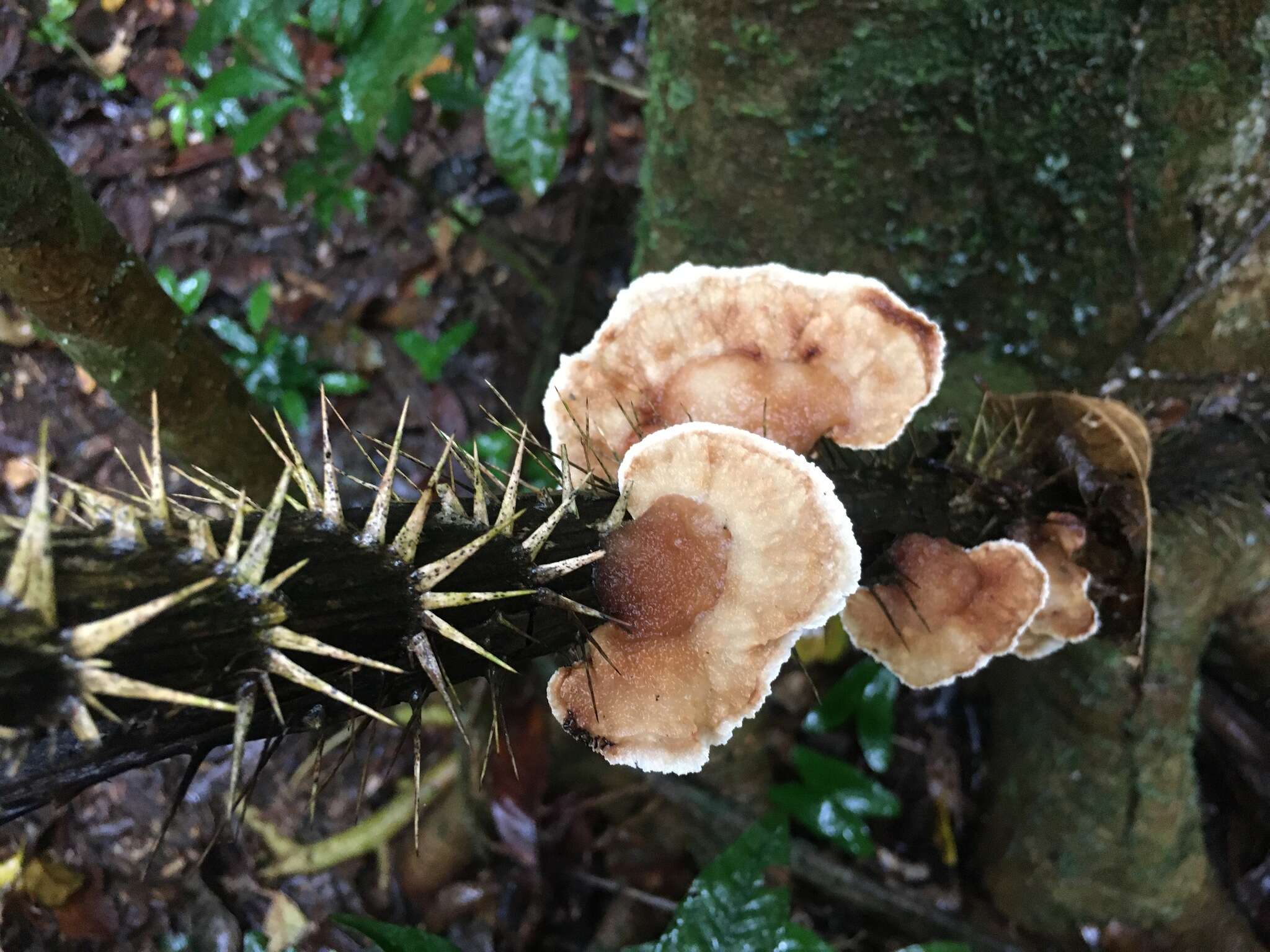 صورة Cymatoderma dendriticum (Pers.) D. A. Reid 1959