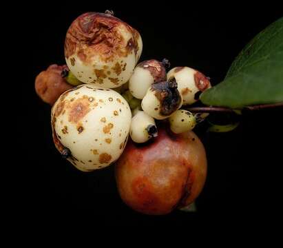 Image of common snowberry