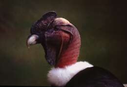 Слика од Vultur Linnaeus 1758