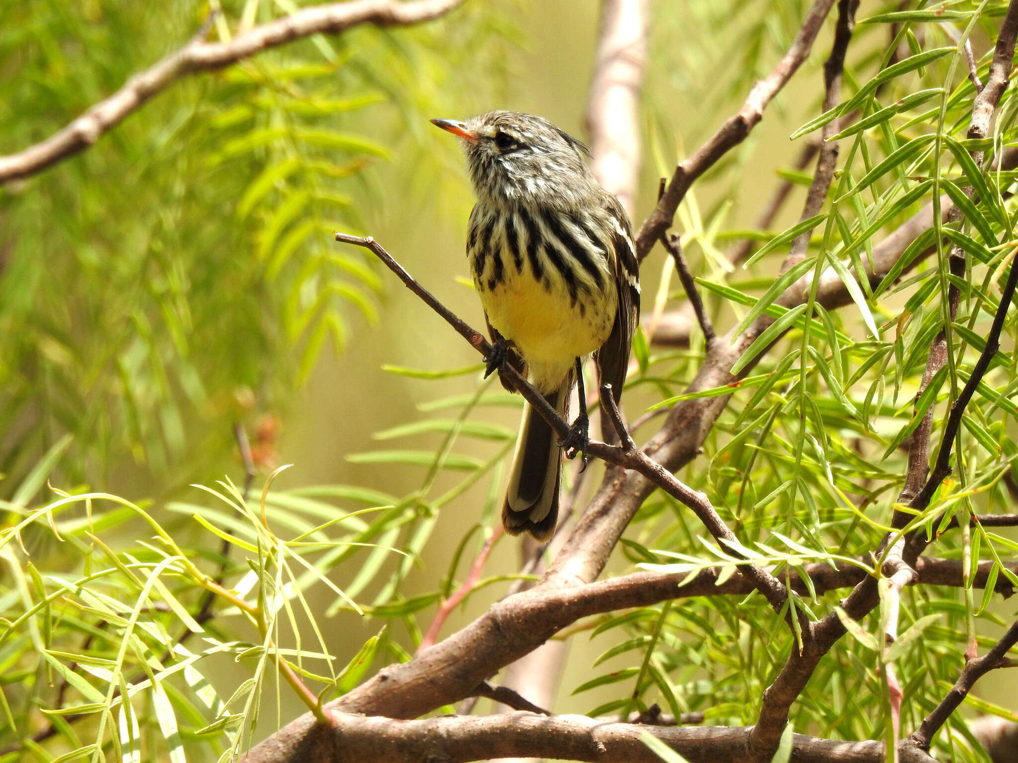 Image of Yellow-billed Tit-Tyrant