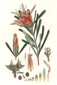 Image of Lambertia formosa Sm.