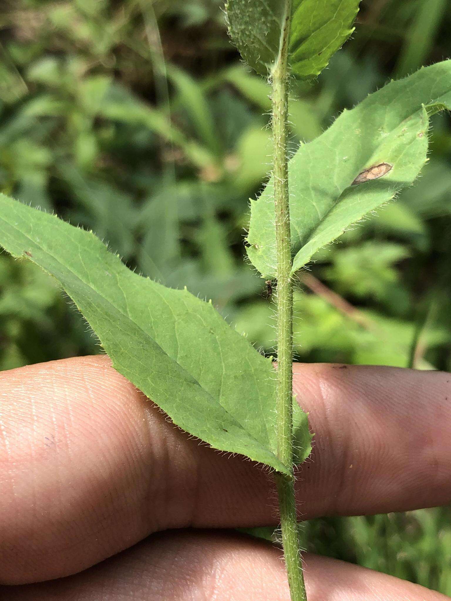 Image of Hieracium krylovii Nevski ex Krylov