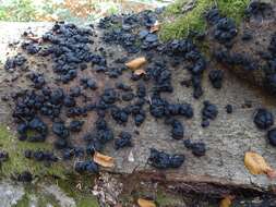 Image of Black Witches' Butter