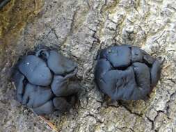 Image of Black Witches' Butter