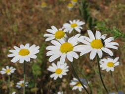 Image of corn chamomile