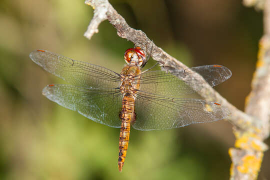 Image of Spot-winged Glider