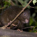 Image of Cuvier's Hutia