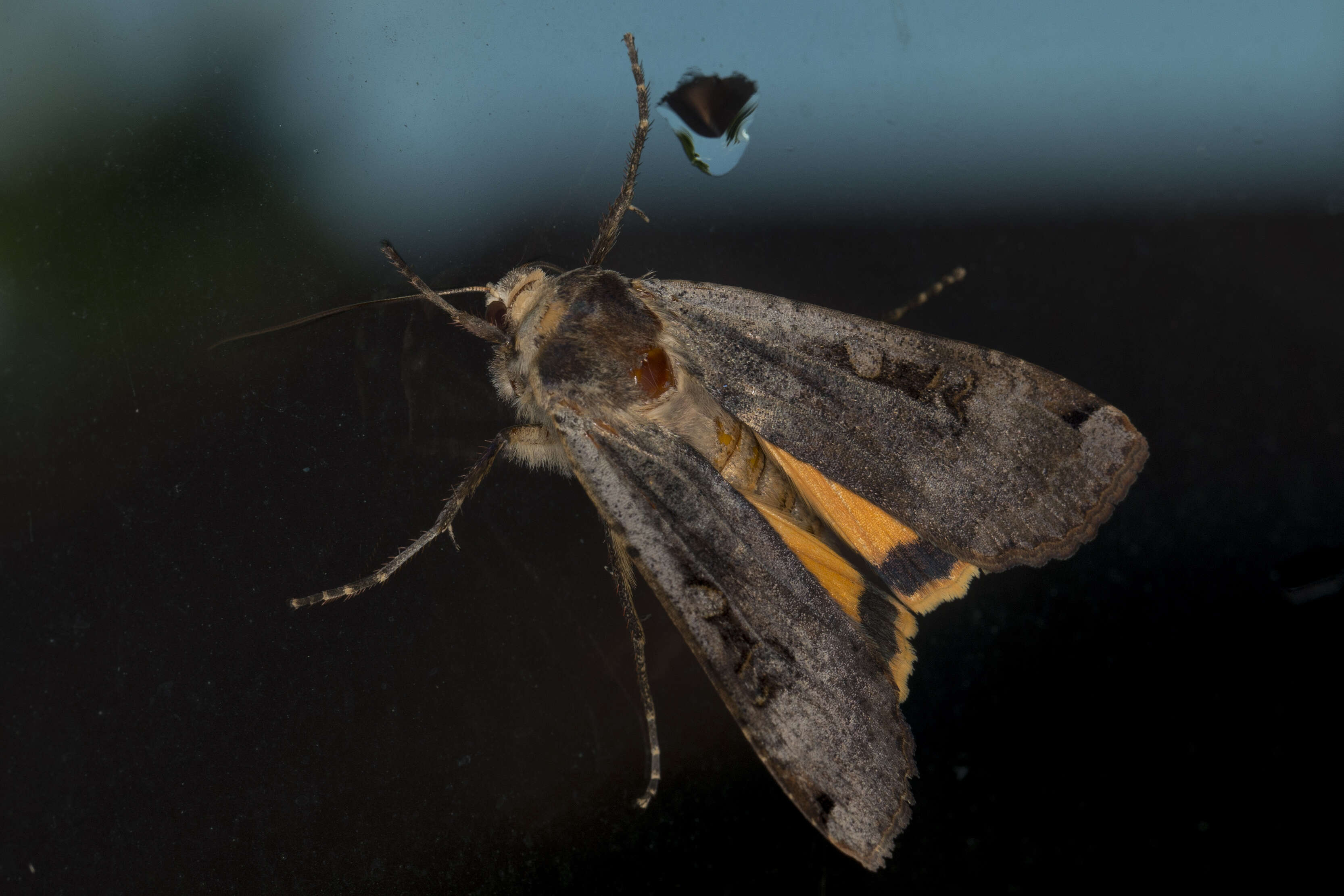 Image of Large Yellow Underwing