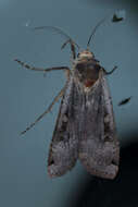 Image of Large Yellow Underwing