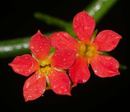 Image of Psiguria triphylla (Miq.) C. Jeffrey