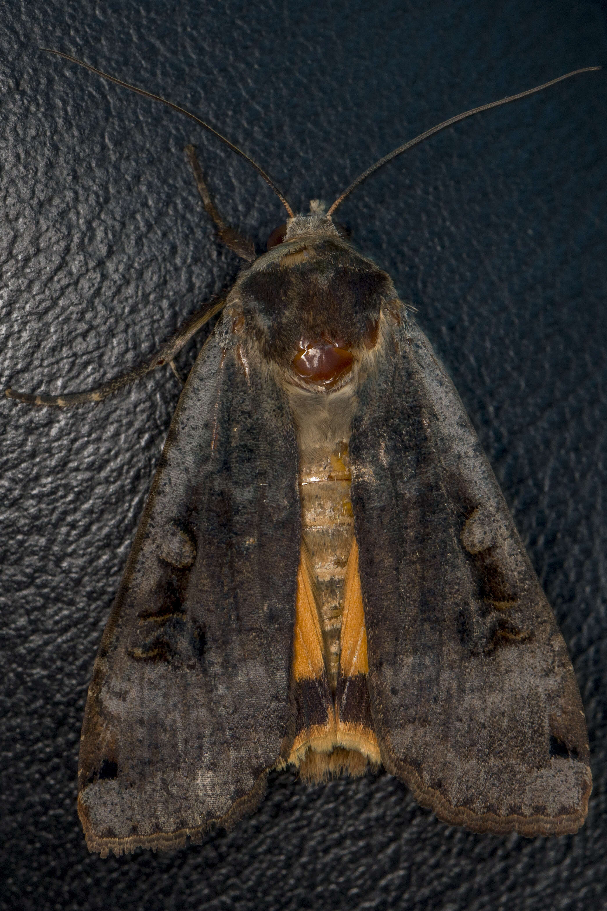 Image of Large Yellow Underwing