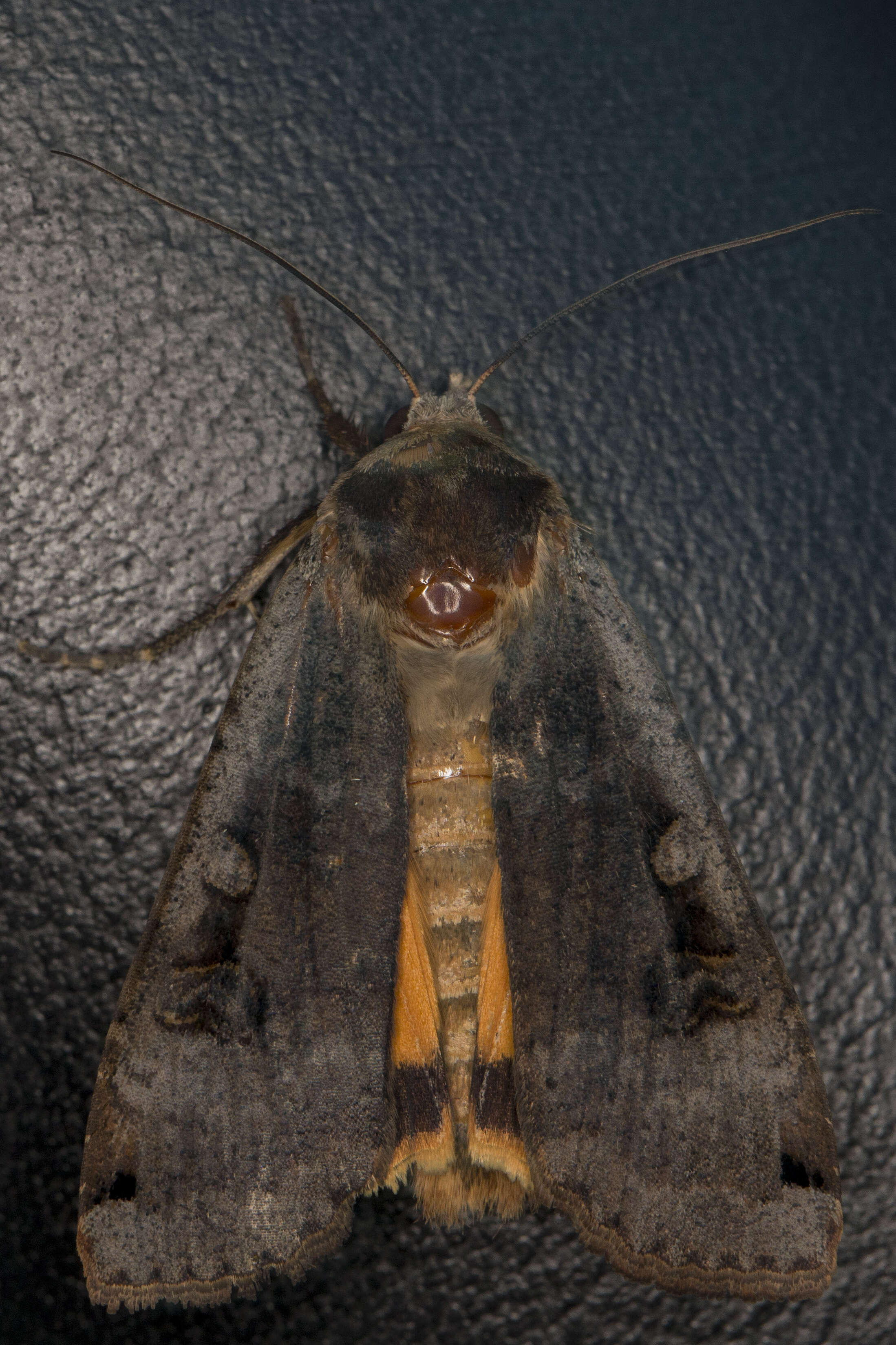 Image of Large Yellow Underwing