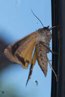 Image of Large Yellow Underwing