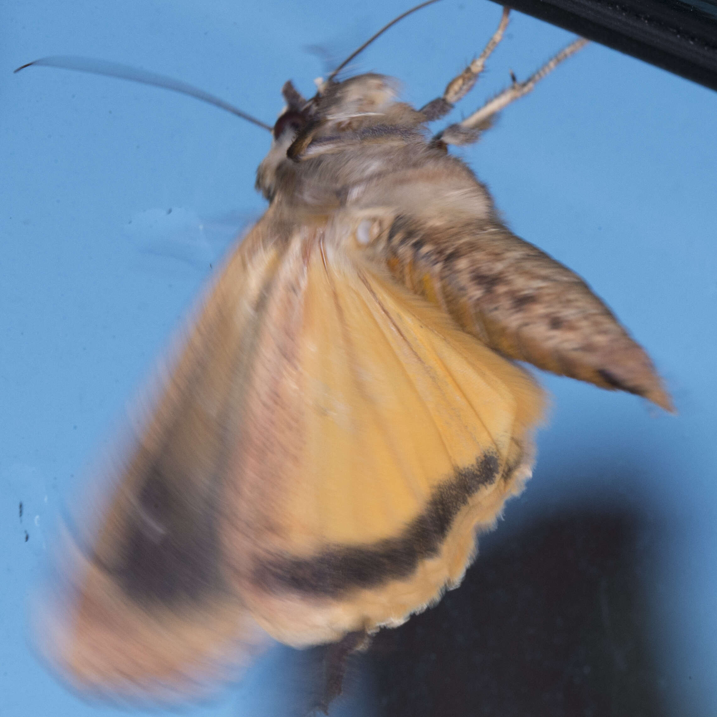 Image of Large Yellow Underwing