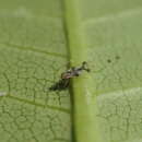 Image of azalea lace bug