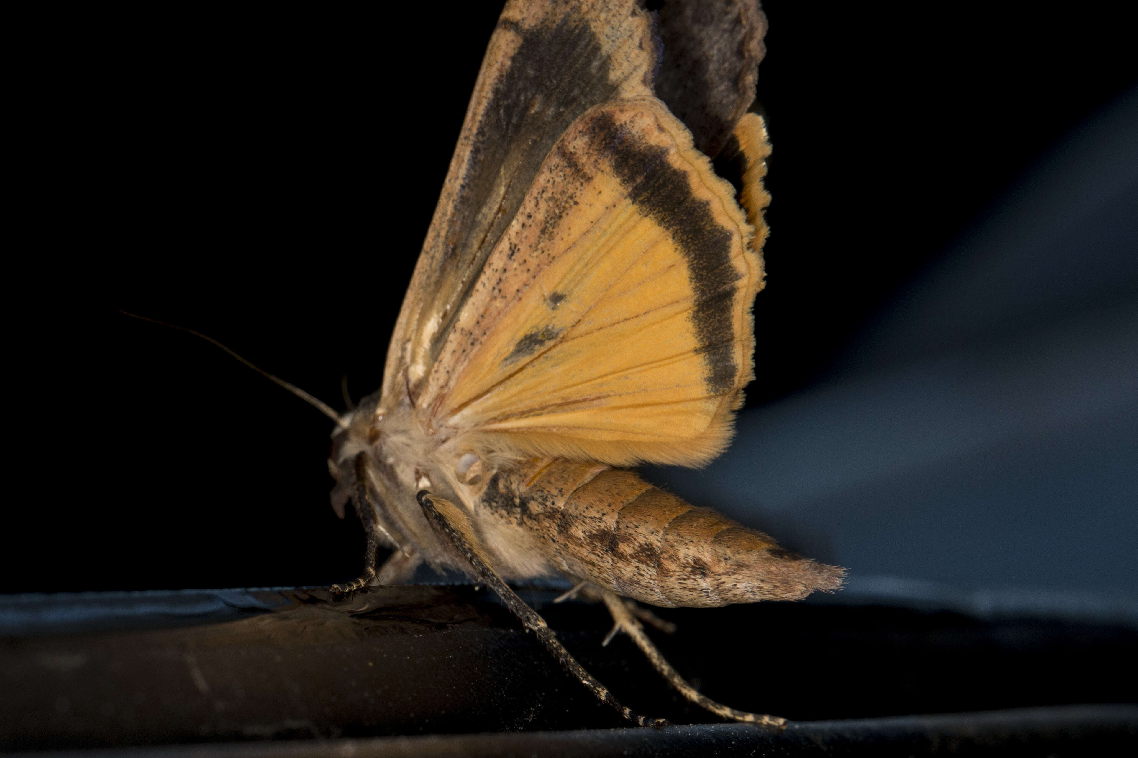 Image of Large Yellow Underwing