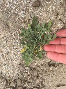 Plancia ëd Volutaria tubuliflora (Murb.) Sennen