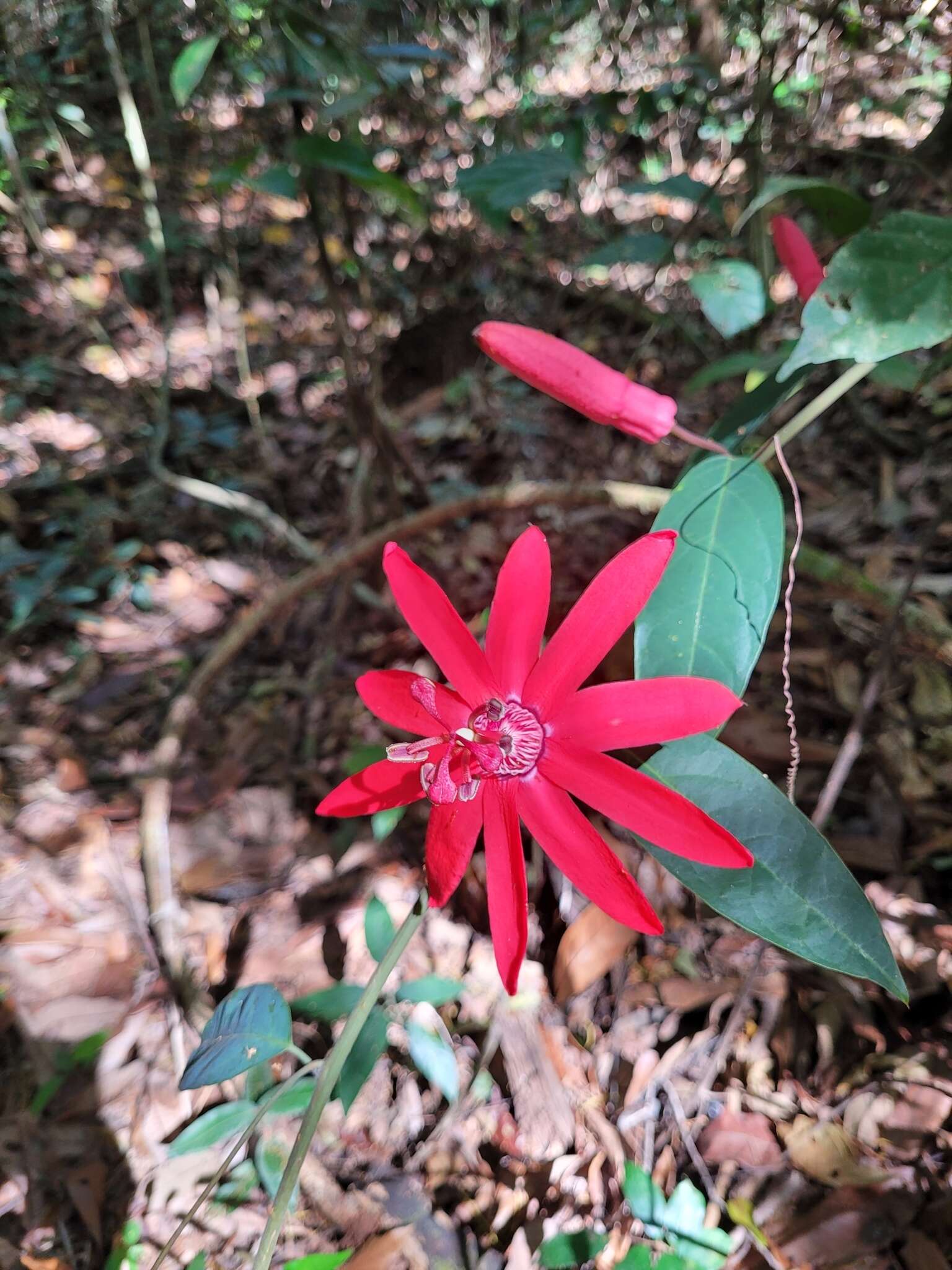 Image of Passiflora glandulosa Cav.