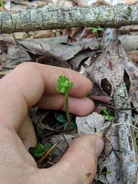 Image of branched moonwort