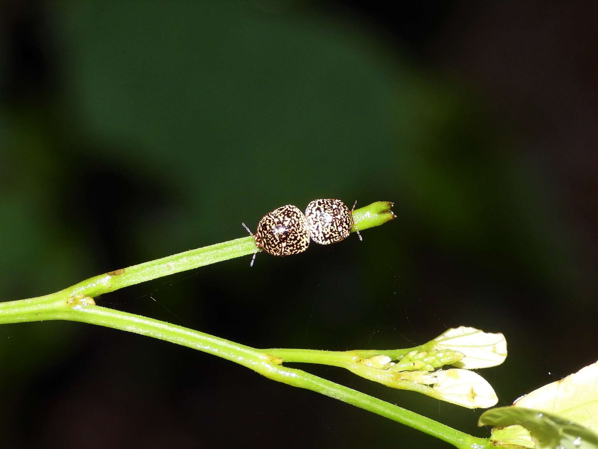 Coptosoma Laporte 1833 resmi