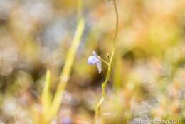 Imagem de Utricularia foveolata Edgew.