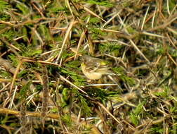 Image of Lemon-breasted Canary