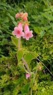 Imagem de Kohleria rugata (Scheidw.) L. P. Kvist & L. E. Skog