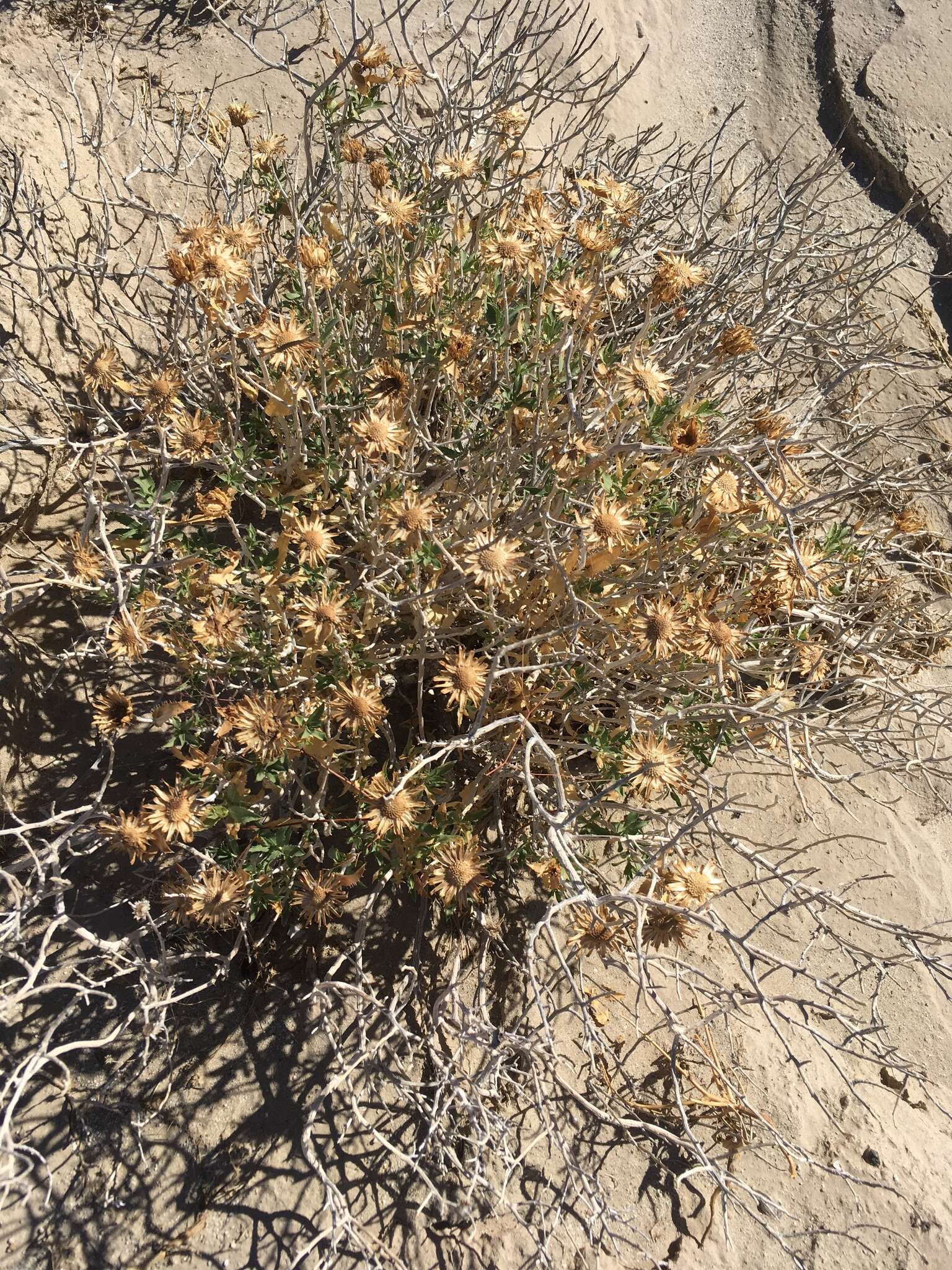 Image of Orcutt's aster