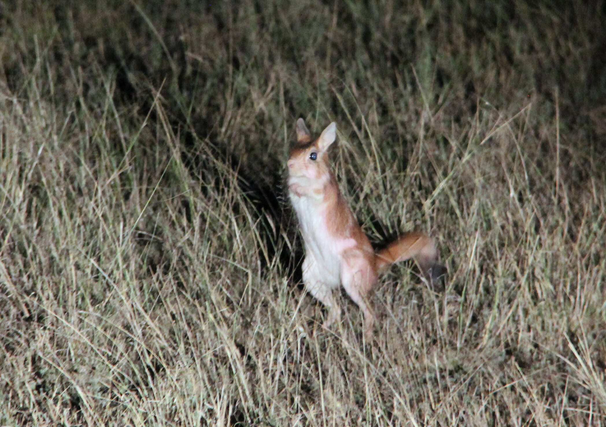 Image of East African Spring Hare