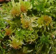 Image of flat-topped bog-moss