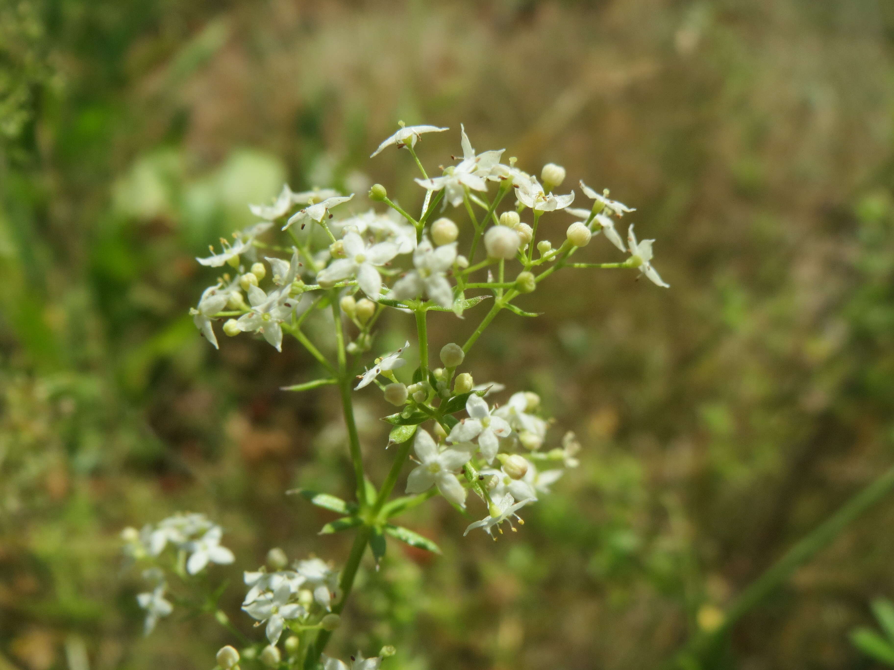 Image of White bedstraw