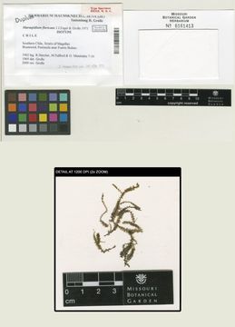 Image of Acrobolbaceae